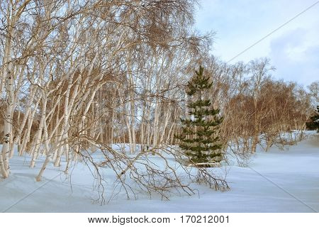 birch grove and lone black pine trees in winter Etna Park, Sicily