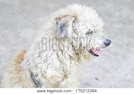 vagabond dog poor dog or three legged dog