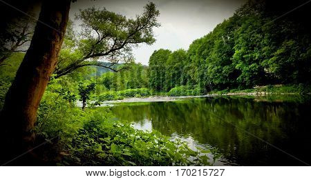 A big tree stands on the bank of a river