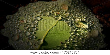 Many water drops on a leaf in the light and shadow