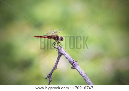 Red Dragonfly Island branches on a green background.