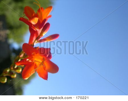 Fiori d'arancio