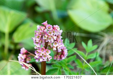 beautiful spring pink flower Bergenia (elephant-eared saxifrage elephant's ears) 
