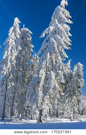 Beautiful snow on the trees in carpathian mountains