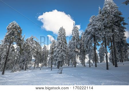 Beautiful snow on the trees in carpathian mountains