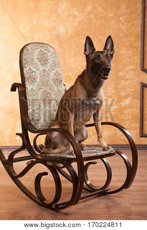 Happy Dog malinois on the rocking chair