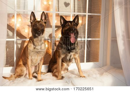 Two happy malinois dogs sitting on background