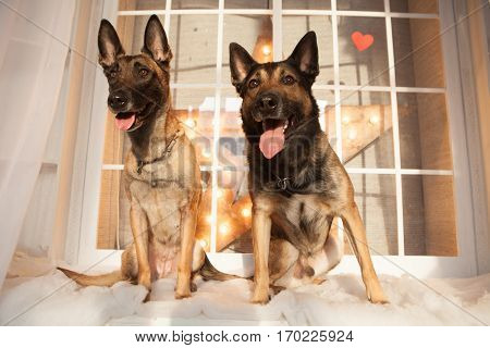 Two happy malinois dogs sitting on background