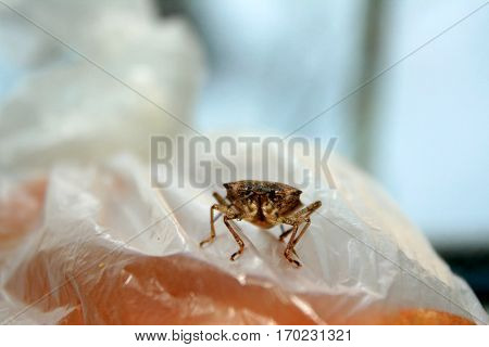 Bug. Beetle. Insect.Sunn pest. Eurygaster integriceps Pest of cereal crops