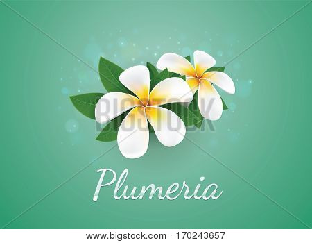 flower Plumeria illustration vector real style on background bokeh