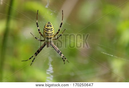 Wasp spider (Argiope bruennichi) macro image b
