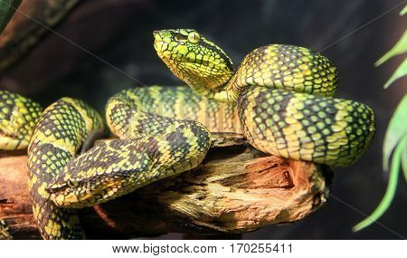 Green Wagler's palm viper snake closeup image