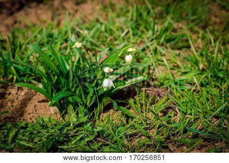 Beautiful wild flowers in the garden at springtime