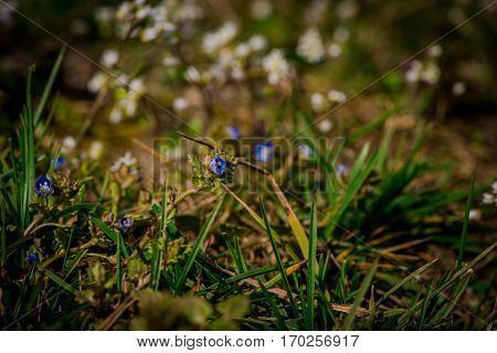 Beautiful wild flowers in the garden at springtime