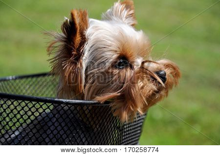 Puppy of Yorkshire terrier sitting in basket bicycle