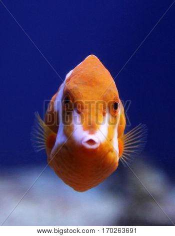 Flame or White Barred boxfish (Anoplocapros lenticularis)