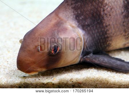 Chinese Sucker Or High-fin Banded Shark (myxocyprinus Asiaticus) - Endemic Of Yangtze River Basin, C