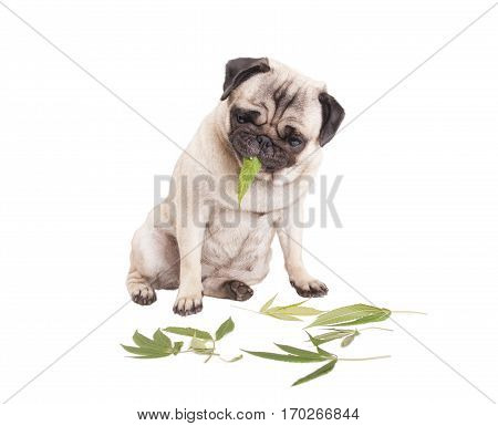 cute pug puppy dog sitting down and eating weed leaves Cannabis sativa isolated on white background.