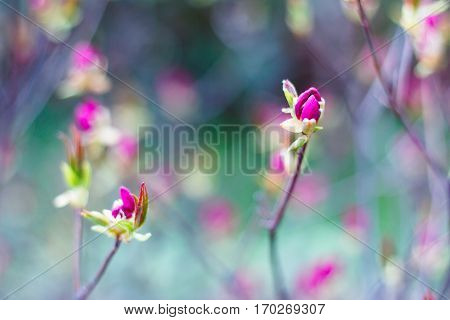 Bright pink buds of spring flowers on blurred background in blossom garden. Spring Background. Selective focus.