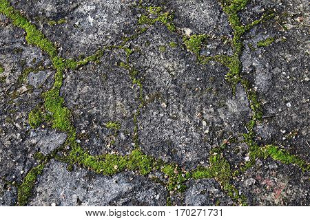 old concrete green moss texure gray background
