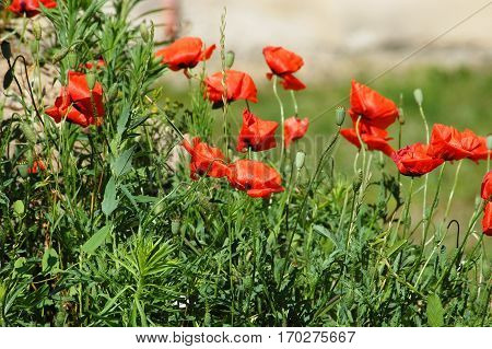 Red Poppy Flower