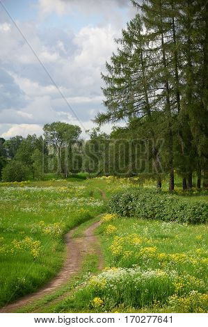 Landscape with a road across a field field flowers and larch trees