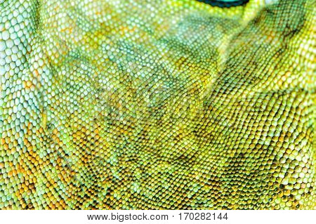 one green iguana lizard .reptile texture skin closeup