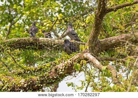 Gang of Pigeon, Rock Dove birds grouping on tree branch in Singapore, Asia. Soft focus