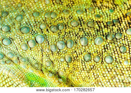 one green iguana lizard .reptile texture skin closeup