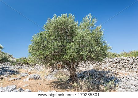 In the olive trees garden.