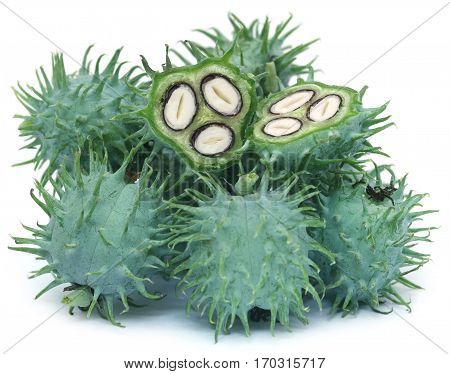 Close up of Green castor beans over white background