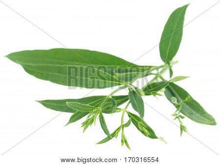 Ayurvedic medicinal Chirata leaves over white background