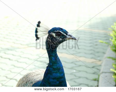 Pfau