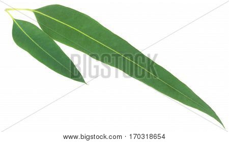 Eucalyptus leaves of medicinal value over white background