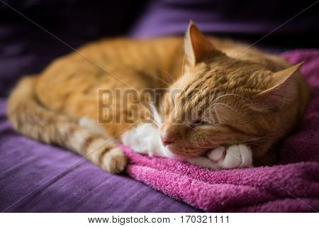 Adorable Ginger Cat Sleep Over Towel on the Couch