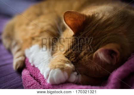 Adorable Ginger Cat Sleep Over Towel on the Couch