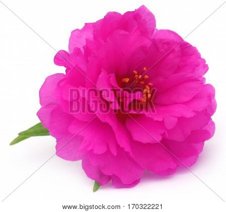 Portulaca grandiflora or moss rose over white background