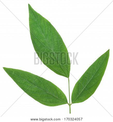 Medicinal pigeon pea leaves over white background