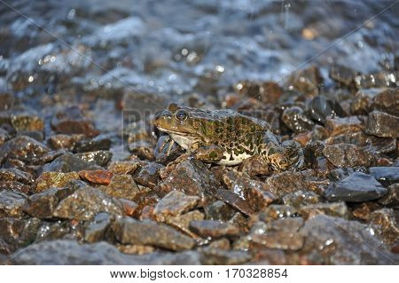 Frog In Tidal Wave