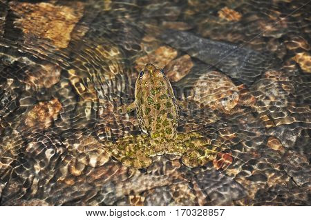 Frog In Tidal Wave