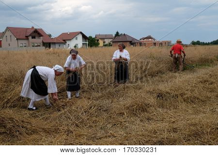 TRNOVEC, CROATIA - JULY 09, 2016: Peasant woman harvesting wheat with scythe in wheat fields in Trnovec, Croatia on July 09, 2016
