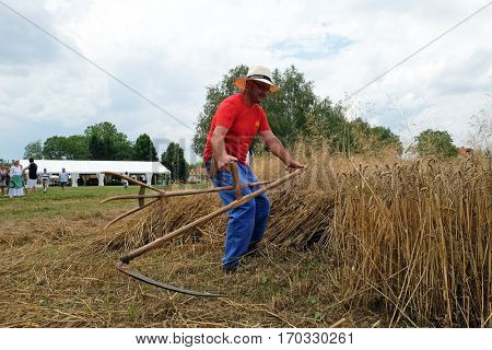 TRNOVEC, CROATIA - JULY 09, 2016: Farmer harvesting wheat with scythe in wheat fields in Trnovec, Croatia on July 09, 2016.