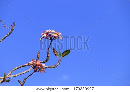 plumeria flower pink or desert rose beautiful tree on sky background ( Common name Apocynaceae Frangipani Pagoda Temple )