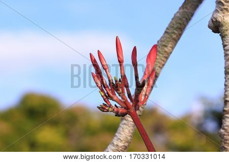 plumeria flower pink or desert rose beautiful tree on sky background ( Common name Apocynaceae Frangipani Pagoda Temple )