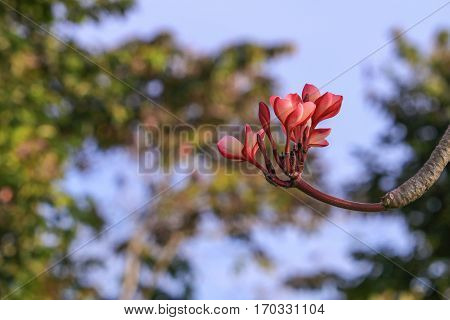 plumeria flower pink or desert rose beautiful tree on sky background ( Common name Apocynaceae Frangipani Pagoda Temple )