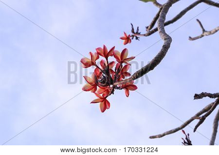 plumeria flower pink or desert rose beautiful tree on sky background ( Common name Apocynaceae Frangipani Pagoda Temple )