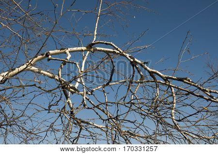 Birch naked branches on the background of blue sky. Spring