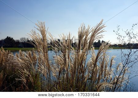 Chinese silver grass (Miscanthus sinensis) stands tall in front of a small, man-made lake in Joliet, Illinois during November.