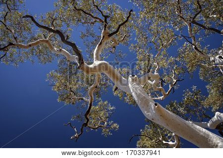 Ghost Gum in Australia