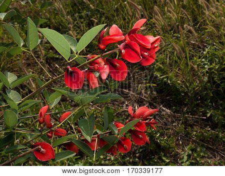 Closeup Bunch of Red Flowers Isolated on Background 2